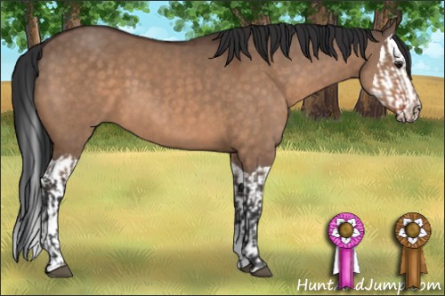Horse Color:Brown Dun and Brown Dun Splash