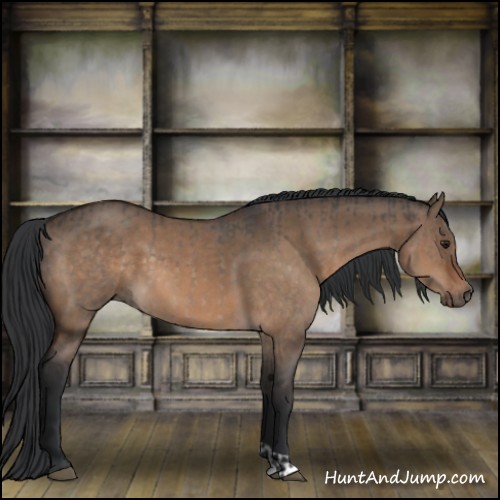 Horse Color:Brown Roan Dun  and Bay Dun 