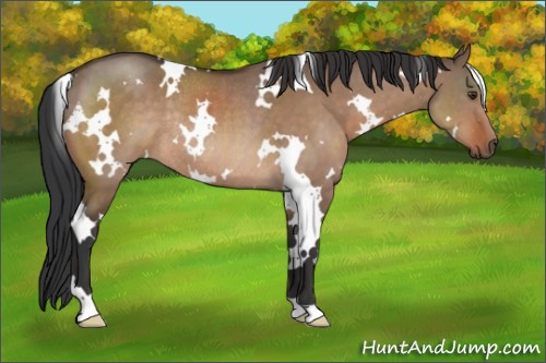 Horse Color:White Spotted Brown Dun Rabicano 