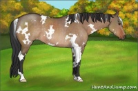 Horse Color:White Spotted Brown Dun Rabicano 