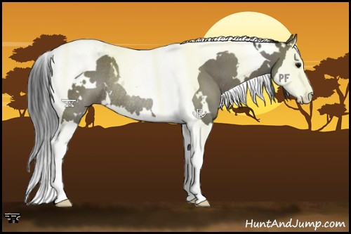 Horse Color:White Spotted Grullo Splash Tobiano Rabicano 
