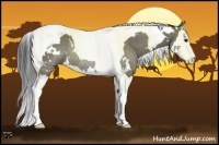 Horse Color:White Spotted Grullo Splash Tobiano Rabicano