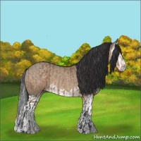 Horse Color:Brown Dun  and Brown Dun Splash 