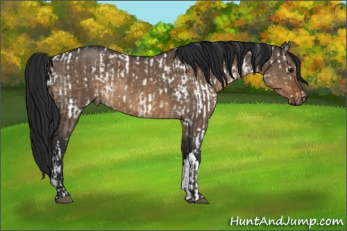 Horse Color:Brown Roan Dun Appaloosa  and Gray Brown Roan Dun 