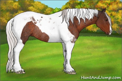 Horse Color:Silver Brown Tobiano Rabicano