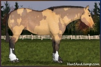 Horse Color:Bay Dun  and Buckskin Dun 