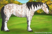 Horse Color:Bay Dun  and White Spotted Bay Dun 