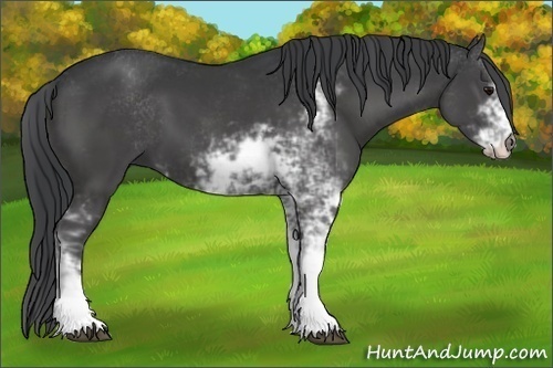 Horse Color:Black Sabino 