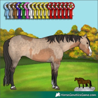 Horse Color:White Spotted Bay Dun and Bay Dun Sabino Splash