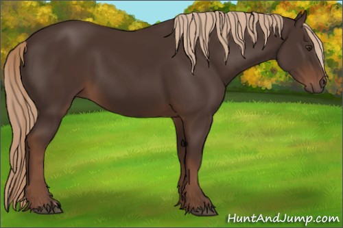Horse Color:Liver Chestnut 
