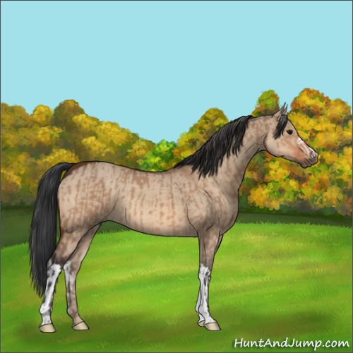 Horse Color:Bay Dun  and Bay Dun 