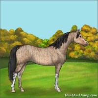 Horse Color:Bay Dun and Bay Dun