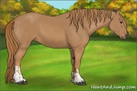 Horse Color:Chestnut  and Chestnut 