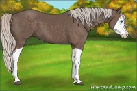 Horse Color:Silver Black Splash 