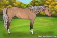 Horse Color:Bay Dun  and Silver Bay Dun 