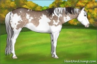 Horse Color:White Spotted Brown Dun Splash Appaloosa 