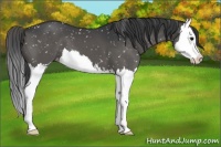 Horse Color:Grullo Sabino Splash Appaloosa 