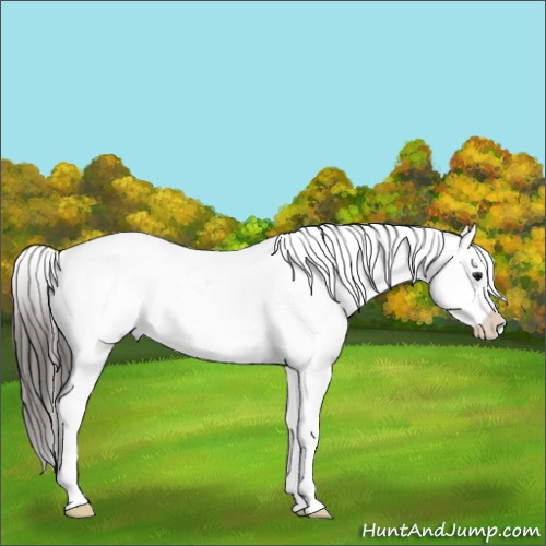 Horse Color:White Spotted Brown Appaloosa Rabicano 