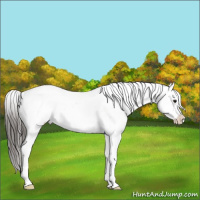 Horse Color:White Spotted Brown Appaloosa Rabicano 