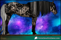 Horse Color:Void White Spotted Silver Grullo Pearl Rabicano and Void White Spotted Silver Classic Champagne Roan Dun Splash Appaloosa Rabicano