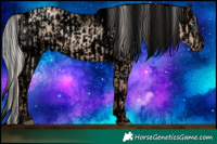 Horse Color:Void White Spotted Silver Grullo Pearl Rabicano  and Void White Spotted Silver Classic Champagne Roan Dun Splash Appaloosa Rabicano 