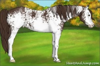 Horse Color:White Spotted Liver Chestnut Sabino