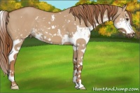 Horse Color:Red Dun Sabino 