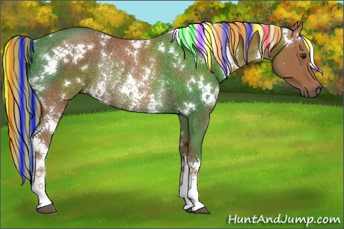 Horse Color:Painted White Spotted Chestnut Rabicano 