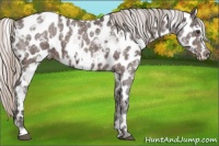 Horse Color:White Spotted Silver Brown Ice Appaloosa 