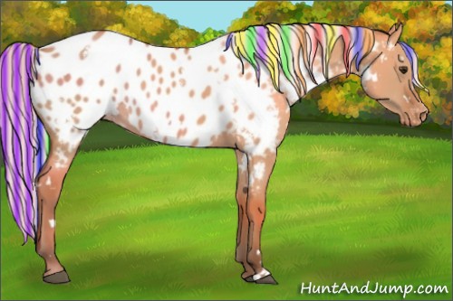 Horse Color:Painted White Spotted Silver Bay Dun Appaloosa Rabicano 