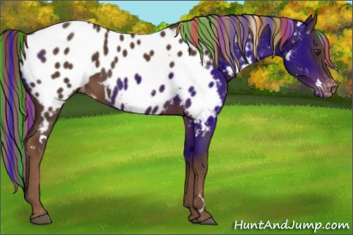 Horse Color:Painted White Spotted Liver Chestnut Appaloosa Rabicano
