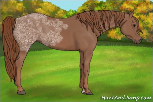 Horse Color:Chestnut Ice Sabino 