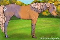 Horse Color:Painted White Spotted Silver Buckskin Rabicano