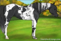 Horse Color:Black Tobiano 