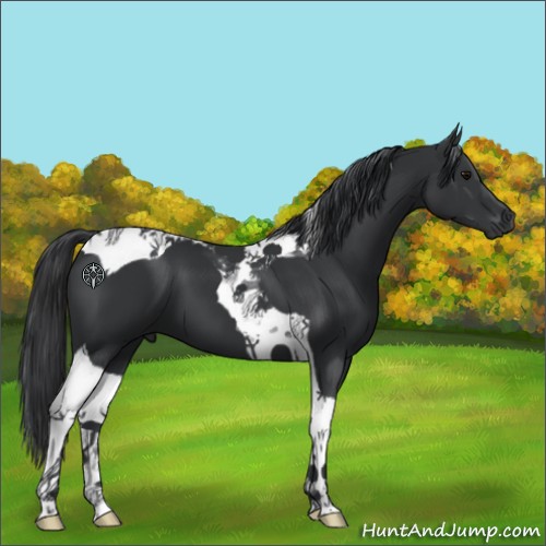 Horse Color:Black Tobiano 