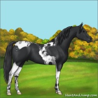 Horse Color:Black Tobiano