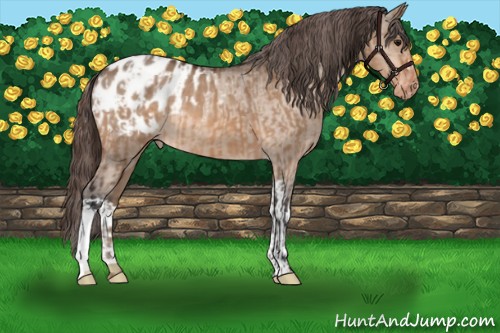 Horse Color:Bay Dun Appaloosa  and Bay Dun Appaloosa 