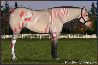 Horse Color:Bay Dun  and Bay Dun 