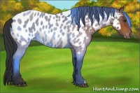 Horse Color:Bay Roan Appaloosa 