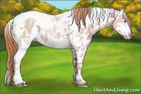 Horse Color:White Spotted Gold Champagne Ice Dun Splash Tobiano Appaloosa 