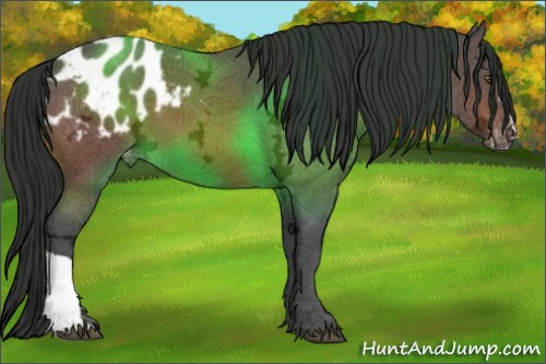 Horse Color:Brown Ice Appaloosa 