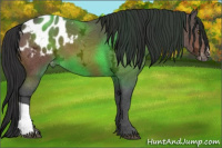 Horse Color:Brown Ice Appaloosa 