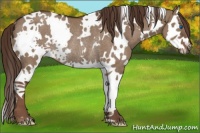 Horse Color:White Spotted Liver Red Dun Splash Rabicano 
