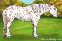 Horse Color:Gold Champagne Appaloosa 