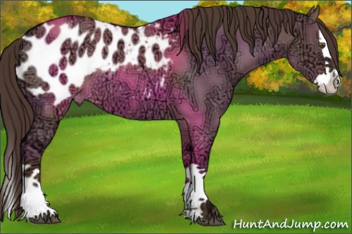 Horse Color:Liver Red Dun Ice Splash Appaloosa Rabicano 