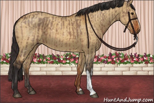 Horse Color:Bay Dun  and Buckskin Dun 