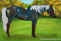 Horse Color:White Spotted Midnight Silver Bay 