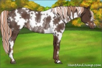 Horse Color:Painted White Spotted Liver Chestnut Rabicano 