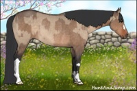 Horse Color:Bay Dun  and Bay Dun Rabicano 