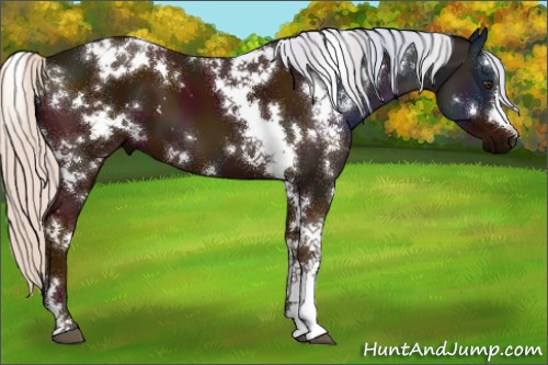 Horse Color:White Spotted Midnight Silver Bay 